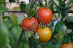 zbiory warzyw - dojrzewające pomidory
