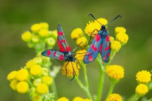 Motyl - Kraśnik sześcioplamek Motyl - Kraśnik sześcioplamek