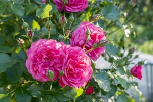 Róże rabatowe - Avila Palace