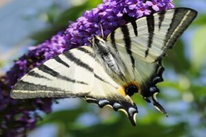 Motyl - Paź żeglarz Motyl - Paź żeglarz