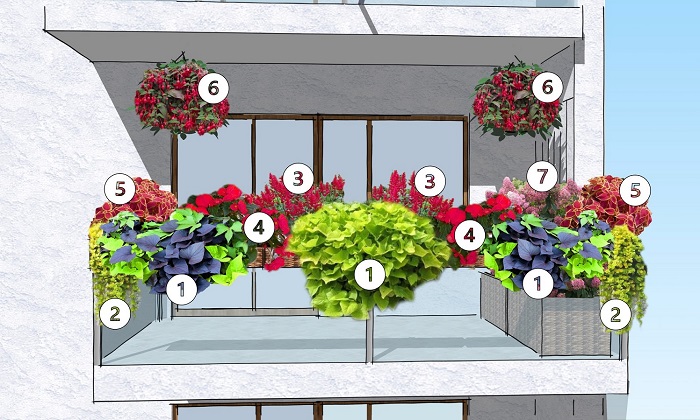 Przykład kompozycji roślin na balkonie od strony wschodniej