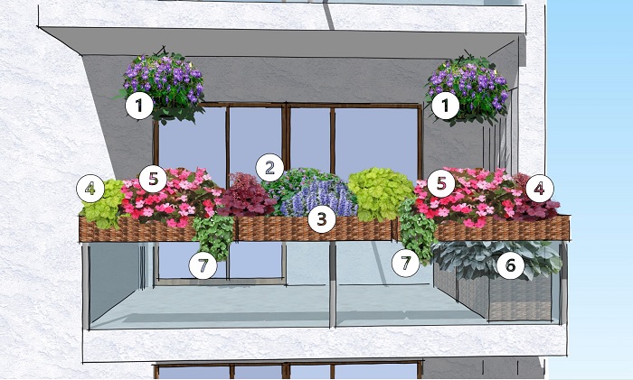 Przykład kompozycji roślin na balkonie od strony północnej