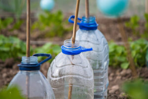 Dobrą ochroną przed przymrozkami dla pojedynczych roślin są np. plastikowe butelki po wodzie