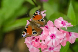 Rośliny dla motyli - floksy wiechowate i rusałka pawik