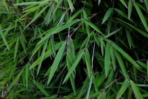 Fergesia lśniąca, idealny bambus do ogródka
