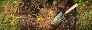 Wokół borówki rozkładamy ściółkę z przekompostowanych trocin roślin iglastych