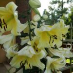 rośliny na wiosnę do ogrodu - Lilia drzewiasta Honeymoon
