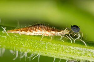 Larwa złotooka pożerająca mszyce - pożyteczne owady w ogrodzie