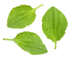 wiosenne surówki - liście babki do smażenia w cieście naleśnikowym