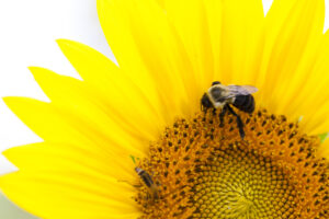 Słoneczniki będą doskonałym przystankiem dla pszczół