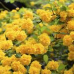 rośliny o żółtych kwiatach - złotlin japoński
