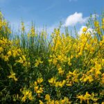 rośliny o żółtych kwiatach - żarnowiec "Cyni"