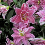 Lilia - sadzenie letnich roślin cebulowych