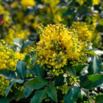 rośliny o żółtych kwiatach - mahonia