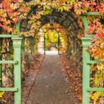 Korytarz w ogrodzie – tunel porośnięty winoroślą
