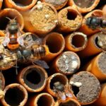 Wiązki pędów trzciny lub bambusa szybko zostaną zasiedlone przez samotne pszczoły