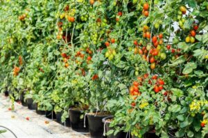 żywopłot z warzyw - pomidory będą dekoracją dopiero w drugiej połowie lata