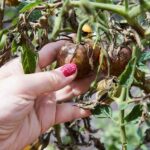zwalczanie chorób roślin - zaraza ziemniaka na pomidorze