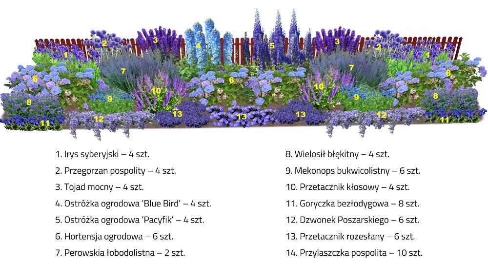 Projekt przy ogrodzeniu z zastosowaniem gatunków o różnym terminie kwitnienia i różnych odcieniach koloru niebieskiego i fioletowego