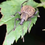 Chrząszcz opuchlaka - robaki na korzeniach truskawek