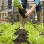 urban farm - tarasy i ogrody z ziołami i warzywami