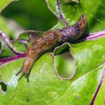 Biopreparatów można użyć także do zwalczania ślimaków - biologiczne zwalczanie szkodników glebowych