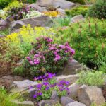 ogrody skalne - kosodrzewina i azalia japońska w ogrodzie sklanym