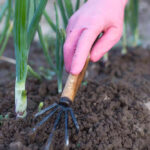 Jak uprawiać glebę latem - Po podlewaniu, jeśli wystąpi skorupa glebowa, powierzchnia gleby powinna być lekko wzruszona