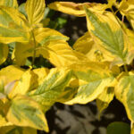 rośliny zmieniające kolor - Dereń biały 'Spaethii'
