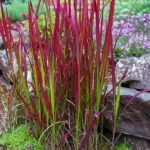 rośliny zmieniające kolor - Imperata cylindryczna ‘Red Baron’