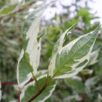Dereń biały ‘Elegantissima’ - krzewy dla leniwych