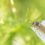 Zmienik – owad dorosły - zniekształcone truskawki