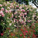 Jakie odmiany róż wybrać ’Eden Rose’