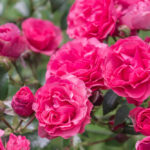 Jakie odmiany róż wybrać BAD BIRNBACH