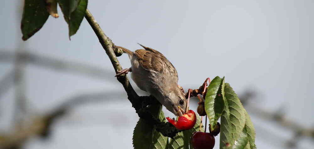Jak chronić owoce przed ptakami?
