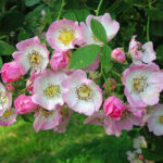 Jakie odmiany róż wybrać ’Kew Rambler’