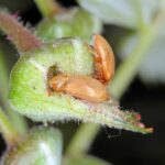 Robaki w owocach jagodowych - kistnik chrząszcz