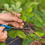 sadzenie truskawek - Młode rośliny odcinamy na wąsie od rośliny matecznej