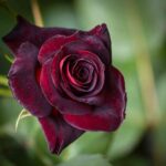 czarne rośliny - Róża 'Black Baccara'