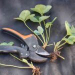 odciąć duże lub ułamane liście sadzonki truskawek