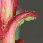 jak zapobiegać chorobom i szkodnikom róż - mszyca różano-szczeciowa w zielonej formie barwnej