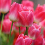 sadzenie roślin cebulowych jesienią - tulipany