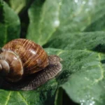 Ślimak winniczek - jak się pozbyć ślimaków z ogrodu?