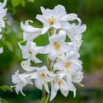sadzenie roślin cebulowych jesienią - Lilia biała