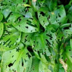 uszkodzenia roślin przez ślimaki