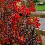 kolory w ogrodzie - jesienne przebarwienie winobluszczu pięciolistkowego