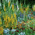 kolory w ogrodzie - złociste kwiatostany dziewanny