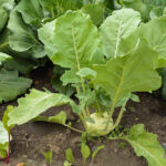 Jak uprawiać warzywa w poplonie - kalarepa