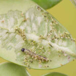 co zjada bukszpany? - młode gąsienice zeskrobują skórkę górną i wyjadają miękisz młodych liści
