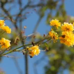 Krzewy powtarzające kwitnienie - złotlin japoński